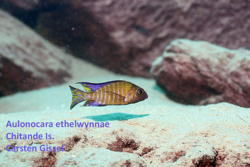 Aulonocara ethelwynnae 'Chitande Island'
